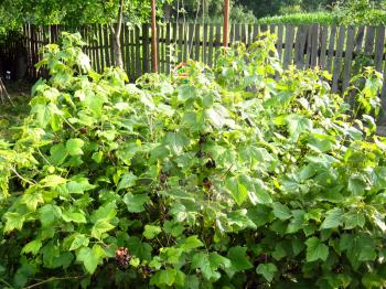 big bushes of currant in the village