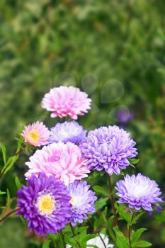 big bush of beautiful and bright different asters