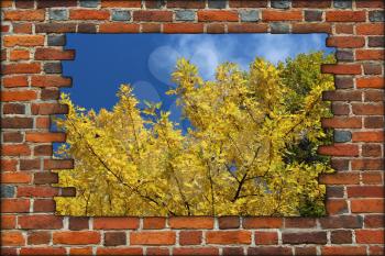 broken brick wall and view to to Autumn yellow tree and blue sky