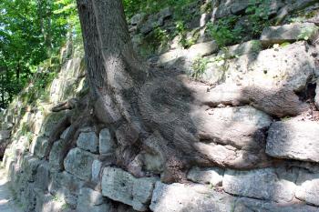 huge roots of the tree growing outside in the city park