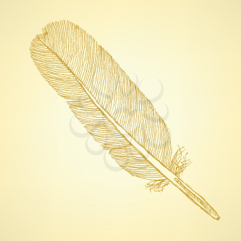 Sketch feather, vector vintage background eps 10