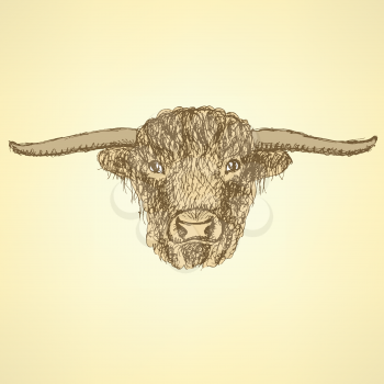 Sketch bull head in vintage style, background