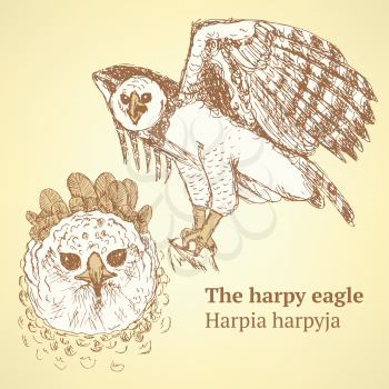 Sketch harpia bird head in vintage style, vector

