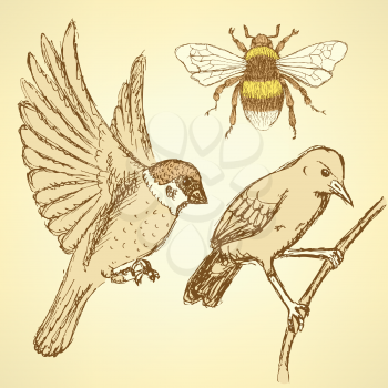Sketch birds and bee in vintage style, vector