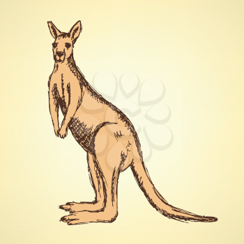 Sketch Australian kangaroo in vintage style, vector