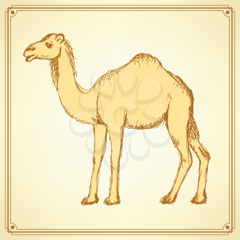 Sketch cute camel in vintage style, vector