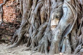 Ayutthaya Head of Buddha statue in tree roots, Wat Mahathat temple, Thailand in a summer day