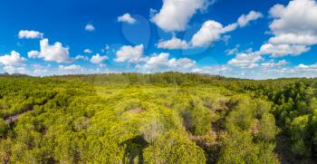 Panorama of Mangrove forest at Khao Sam Roi Yot National Park, Thailand in a summer day