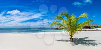 Panorama of Palm tree at Tropical beach in the Maldives at summer day