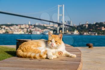 Cat and Bosporus bridge connecting Europe and Asia in Istanbul, Turkey in a beautiful summer day