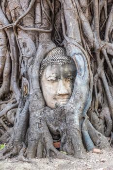 Ayutthaya Head of Buddha statue in tree roots, Wat Mahathat temple, Thailand in a summer day