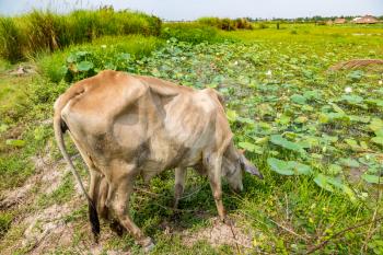 Asian cow at Lotus farm near Siem Reap, Cambodia in a summer day