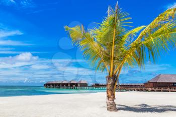 MALDIVES - JUNE 24, 2018: Palm tree at Tropical beach in the Maldives at summer day