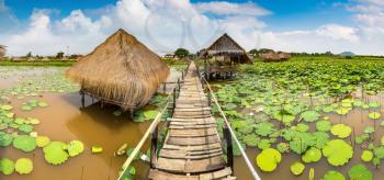 Panorama of Lotus farm near Siem Reap, Cambodia in a summer day