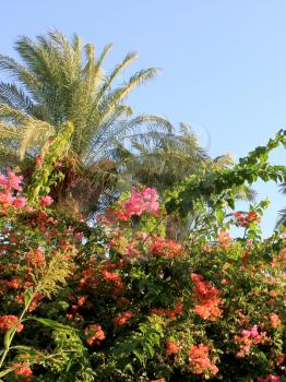 Palm tree at sunset light