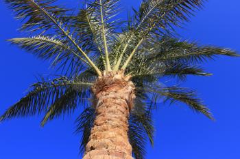 Palm tree at sunset light