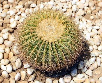 Close up of globe shaped cactus with long thorns 