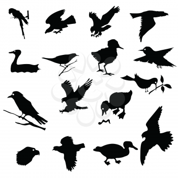 black silhouettes of birds for your design