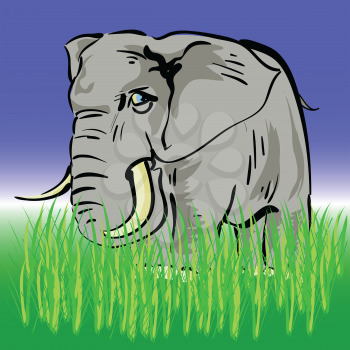 colorful illustration with  elephant  for your design