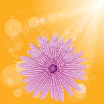 colorful illustration with  pink flower on sun background for your design