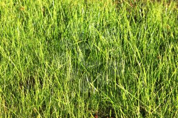 Green grass background. Spring grass at sun light. Green grass texture