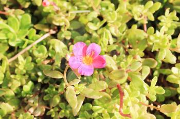 Pink Flower at sun light