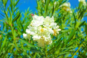 White Flowers at sun light. Flowers on blue sky background