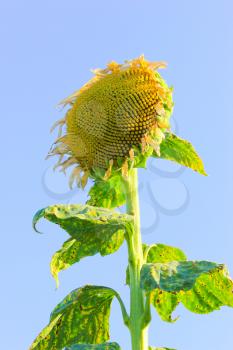 Summer sun over the sunflower field. Close up side of sun flower.
