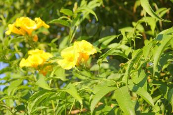 Yellow Flowers at sun light.