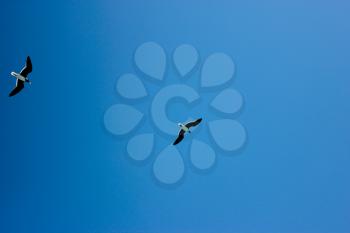 Seagulls Flying in The Blue Sky. Blue Sky Background.