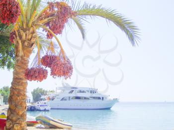 Date Palm with Fruits on a White Sea Ship Background.