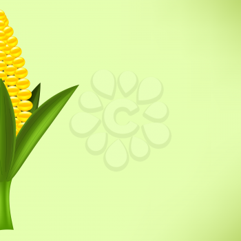 Half of Fresh Yellow Cob Corn  on Green Background