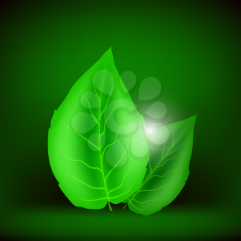 Green Leaves Isolated on Soft Green Background. Eco Icon with Green Leaves.