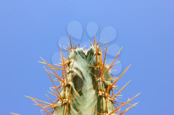 Green cactus drows at summer sun light