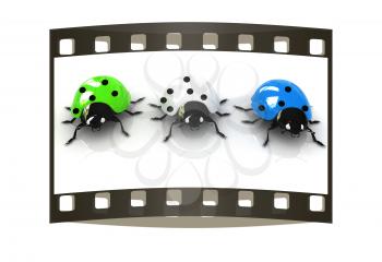 Ladybirds on a white background. The film strip