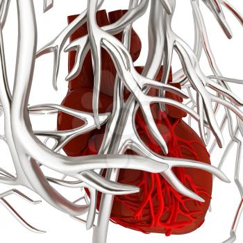 Human heart and veins. 3D illustration.