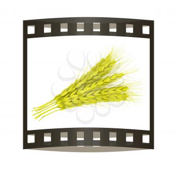 Wheat ears spikelets with grains. 3d render. Film strip.