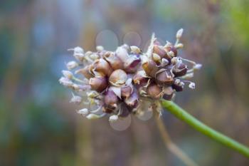 Onion Seed Flower on a blurred bacground, close-up
