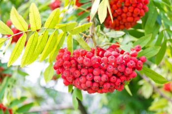 Photo of the red ripe rowanberry branch