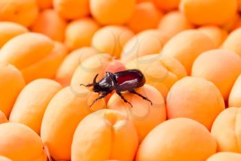 Photo of background yellow ripe apricots with bug