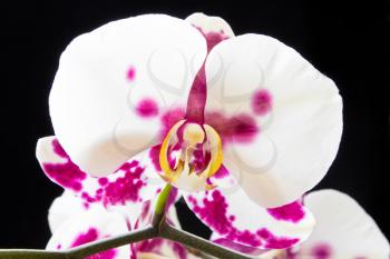 Photo of white orchid on black background