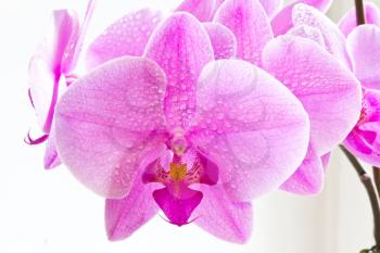 Photo of beautiful purple orchid on white background