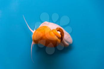 Photo of a small aquarium snail ampulyariya