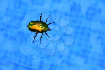 Picture with cockchafer floating in swimming pool