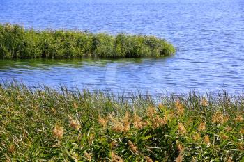 Image of summer scenery with bulrush and lake