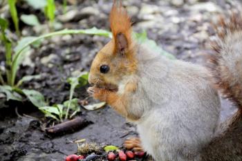 Image of eating squirrel on tree in park