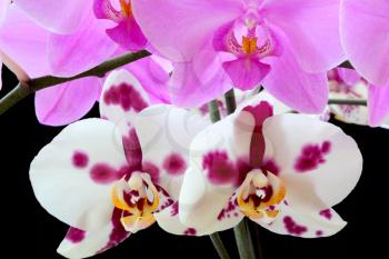 Beautiful purple and white orchid on black background