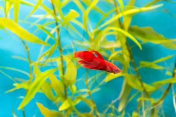 Photo of aquarium cockerel fish in blue water