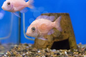 Photo of aquarium fish aulonocara in freshwater