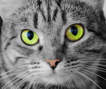 Image of cat's portrait with yellow eyes 